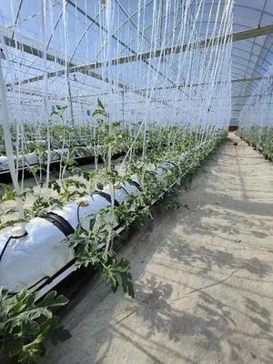 脫下軍裝，投身現代智慧農業 一位退役軍人的金山種植技術開發之路