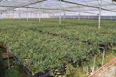 鐵皮石斛種植基地喜獲農業科技成果轉化資金扶持，技術創新迎來新機遇