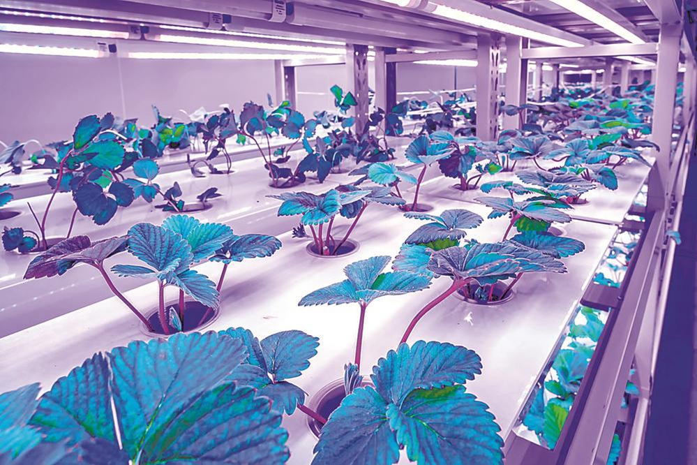 未來超級植物工廠 不靠陽光不用土 產量提高40倍